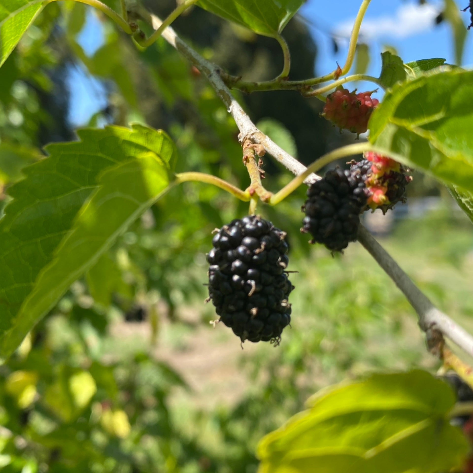 Red Mulberries | The Nest Box