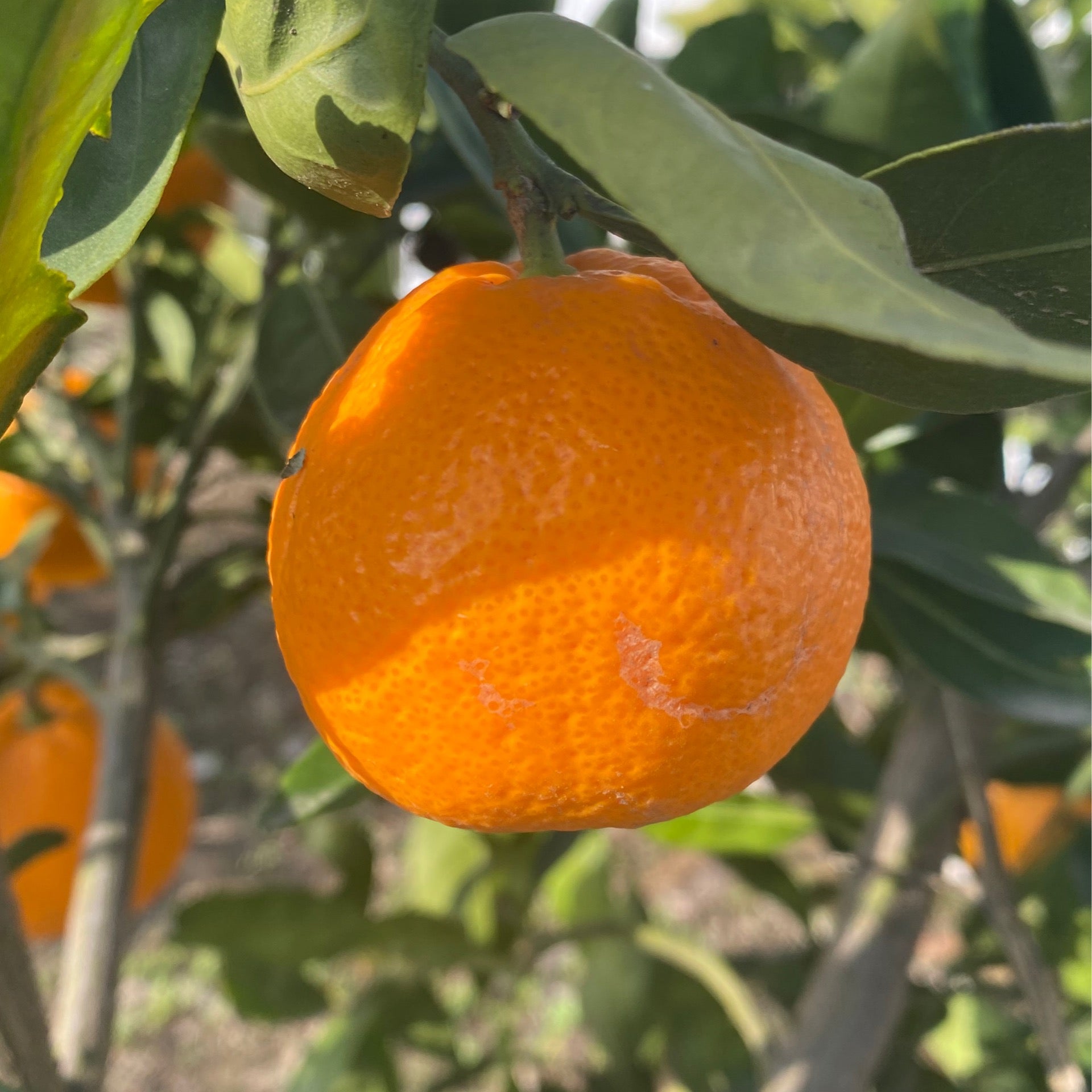 Mandarin - small | The Nest Box